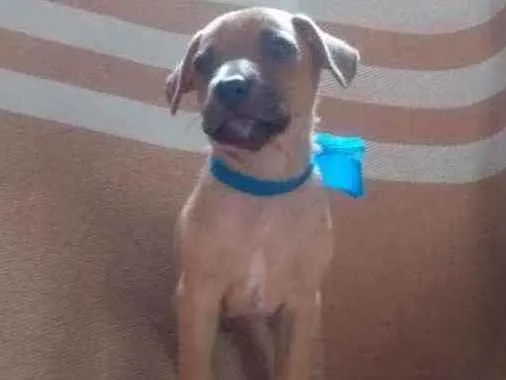 Cachorro ra a RND idade Abaixo de 2 meses nome Não tem