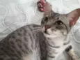 Tigrinho 