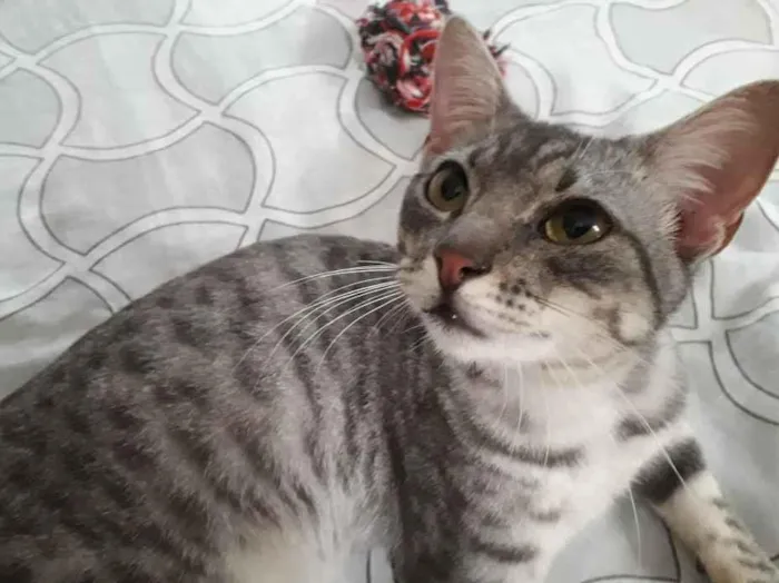 Gato ra a Srd idade 7 a 11 meses nome Tigrinho 