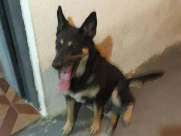 Cachorro ra a Pastor Alemã idade 4 anos nome Pantera
