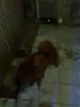 Snupy