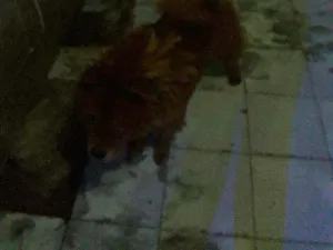 Cachorro raça Show show idade 2 a 6 meses nome Snupy