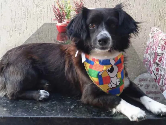 Cachorro ra a Sem raça definida idade 2 anos nome JÚNIOR 