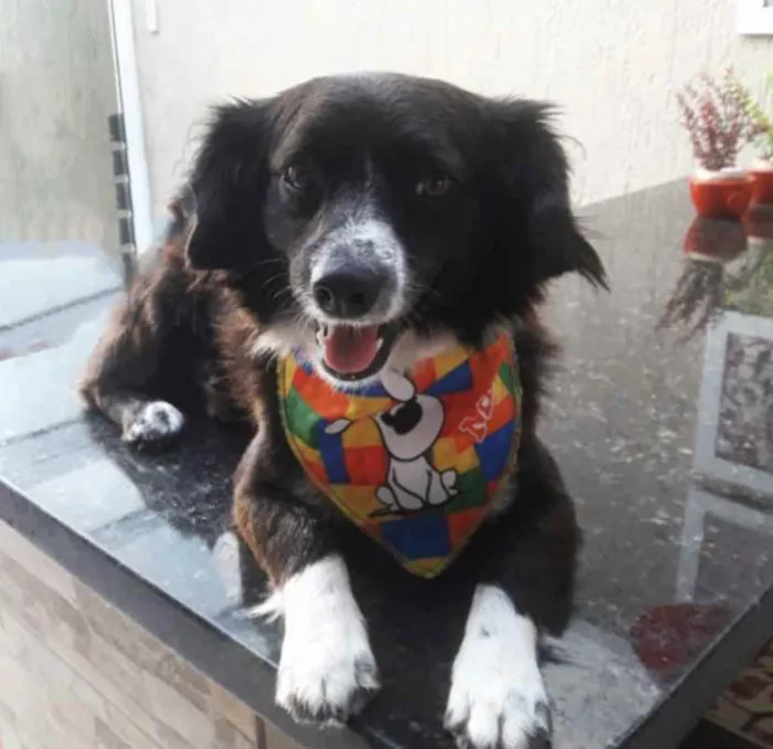 Cachorro ra a Sem raça definida idade 2 anos nome JÚNIOR 