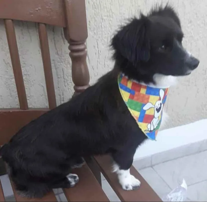 Cachorro ra a Sem raça definida idade 2 anos nome JÚNIOR 
