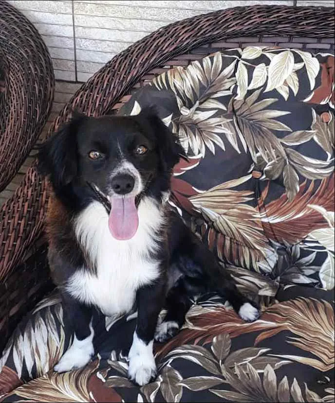 Cachorro ra a Sem raça definida idade 2 anos nome JÚNIOR 