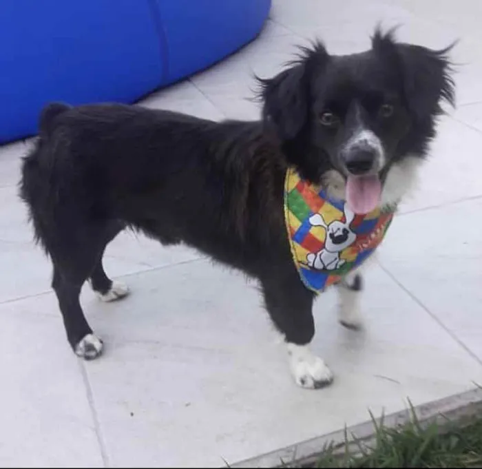 Cachorro ra a Sem raça definida idade 2 anos nome JÚNIOR 