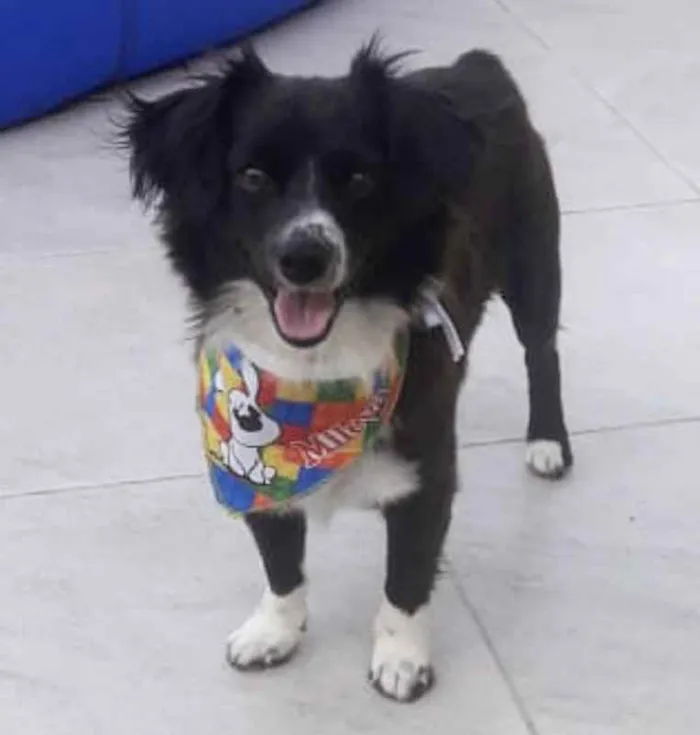 Cachorro ra a Sem raça definida idade 2 anos nome JÚNIOR 
