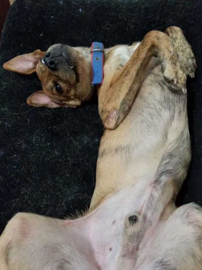 Cachorro ra a SRD-ViraLata idade 7 a 11 meses nome Raj