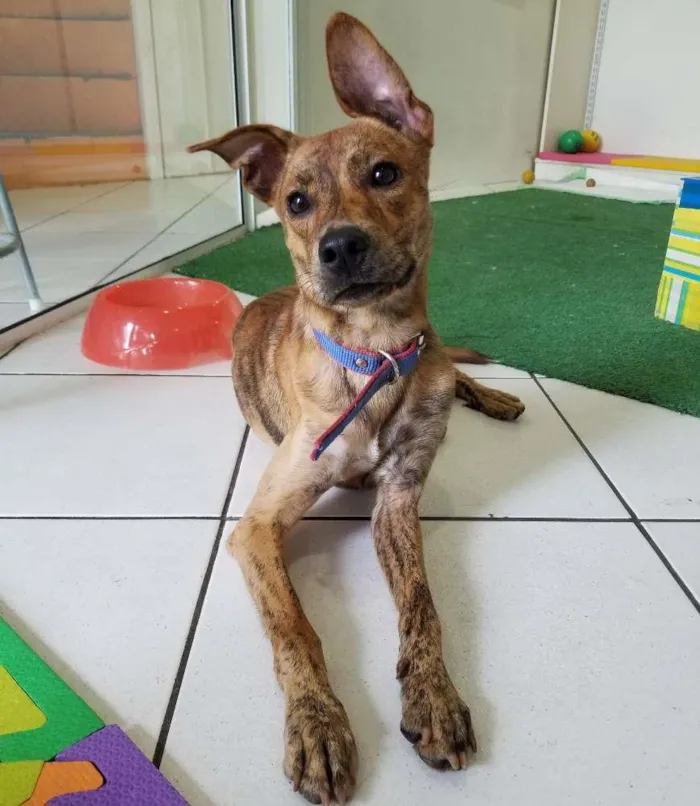 Cachorro ra a SRD-ViraLata idade 7 a 11 meses nome Raj