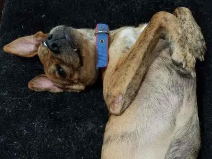 Cachorro ra a SRD-ViraLata idade 7 a 11 meses nome Raj