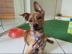 Cachorro raça SRD-ViraLata idade 7 a 11 meses nome Raj