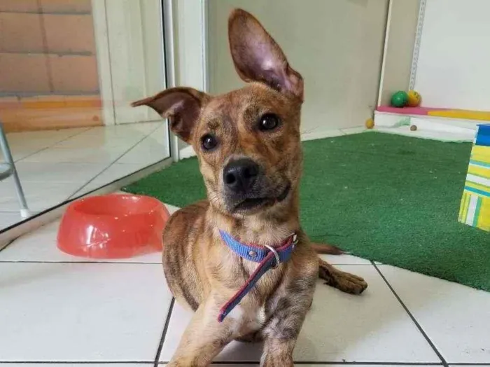 Cachorro ra a SRD-ViraLata idade 7 a 11 meses nome Raj