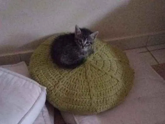 Gato ra a SRD idade Abaixo de 2 meses nome LILLY
