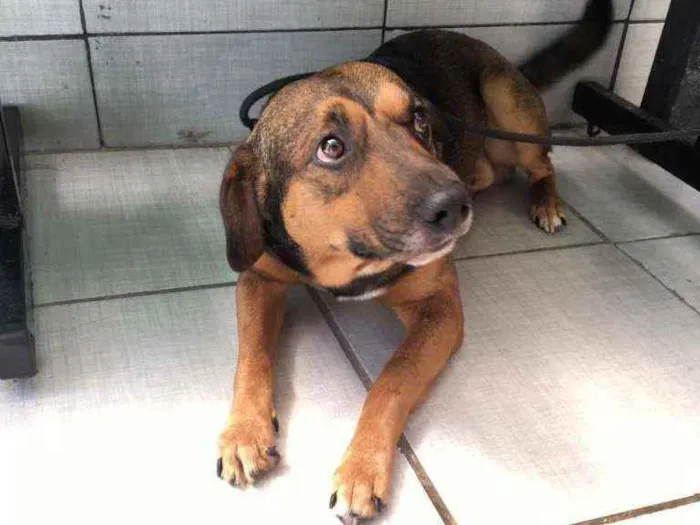 Cachorro raça SRD idade 2 anos nome Brown