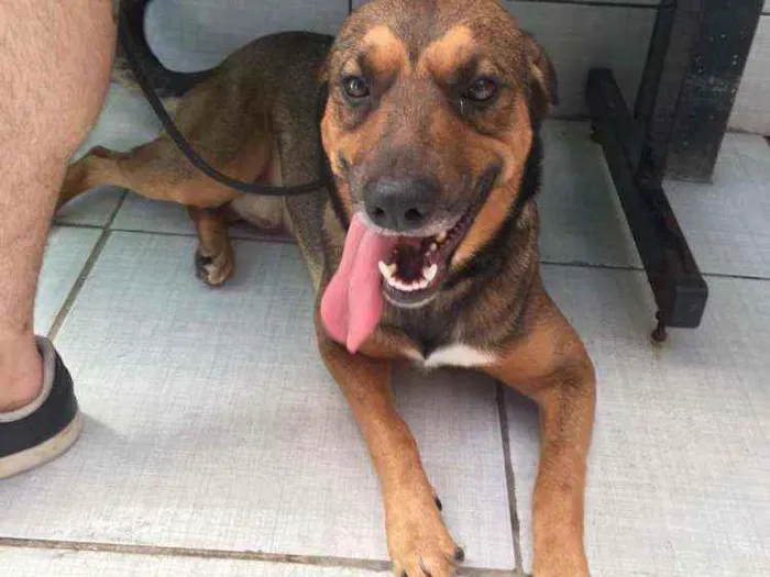 Cachorro raça SRD idade 2 anos nome Brown