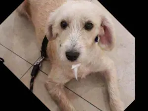 Cachorro raça Mix de poodle com lhasa idade 3 anos nome Mel