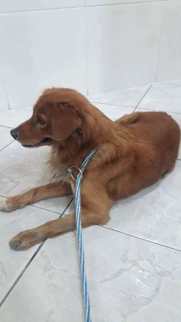Cachorro ra a SRD idade  nome Alfajor