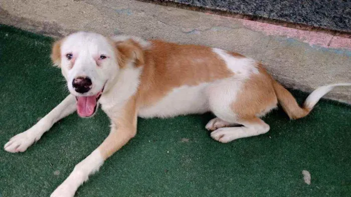 Cachorro ra a SRD idade 1 ano nome Magdala