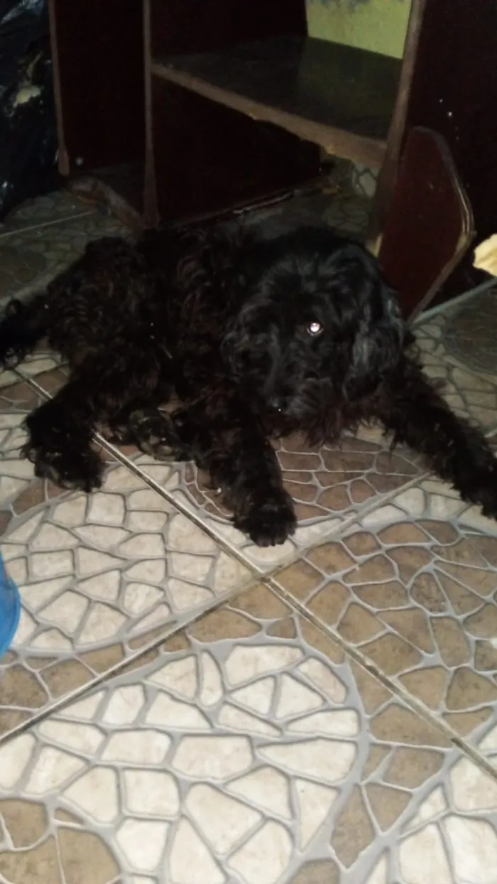 Cachorro raça Identificado idade 3 anos nome Nick