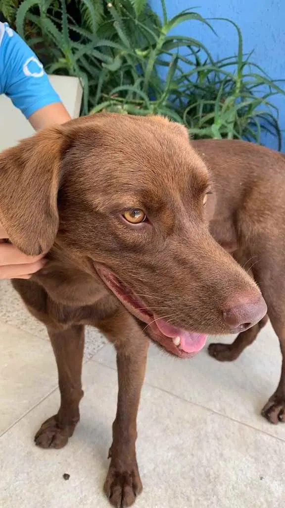 Cachorro ra a Srd - vira lata ( labrador) idade 1 ano nome Cacau