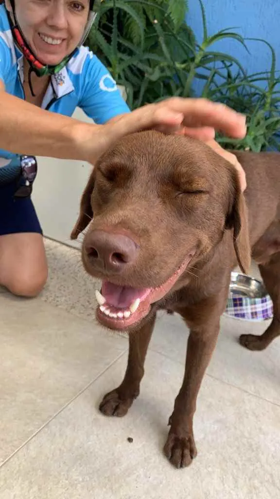 Cachorro ra a Srd - vira lata ( labrador) idade 1 ano nome Cacau