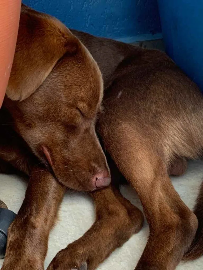 Cachorro ra a Srd - vira lata ( labrador) idade 1 ano nome Cacau