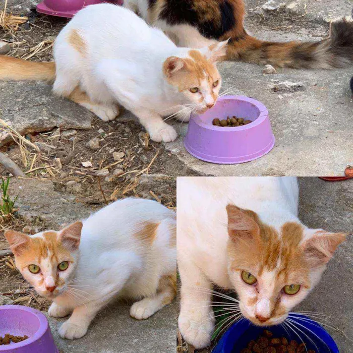 Gato ra a Bicolor idade 1 ano nome Xayoh