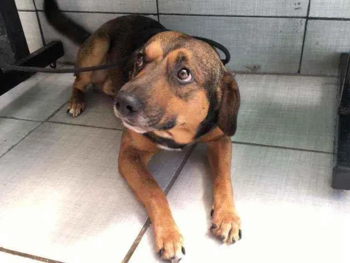 Cachorro raça SRD idade 2 anos nome Brown