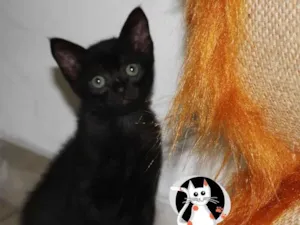 Gato raça SRD idade 2 a 6 meses nome Helena