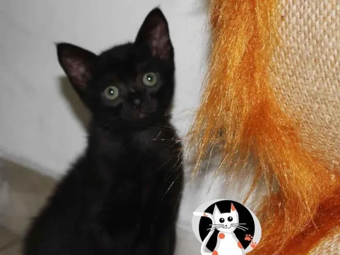 Gato raça SRD idade 2 a 6 meses nome Helena