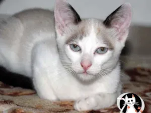 Gato raça SRD idade 1 ano nome Jeff