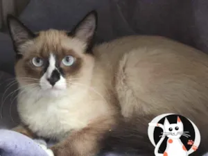 Gato raça SRD idade 1 ano nome Pedro