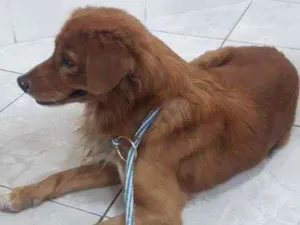 Cachorro raça SRD idade  nome Alfajor
