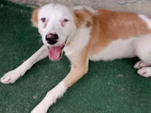 Cachorro raça SRD idade 1 ano nome Magdala