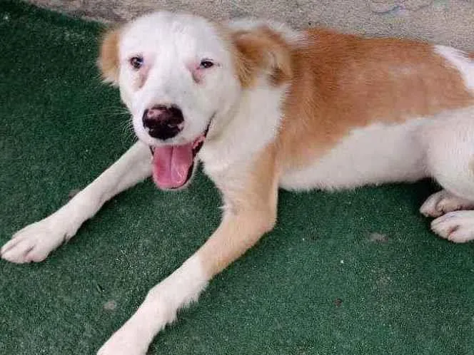 Cachorro ra a SRD idade 1 ano nome Magdala