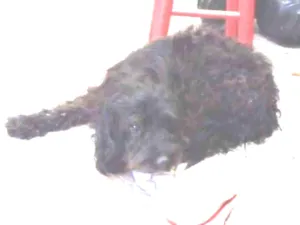 Cachorro raça Identificado idade 3 anos nome Nick