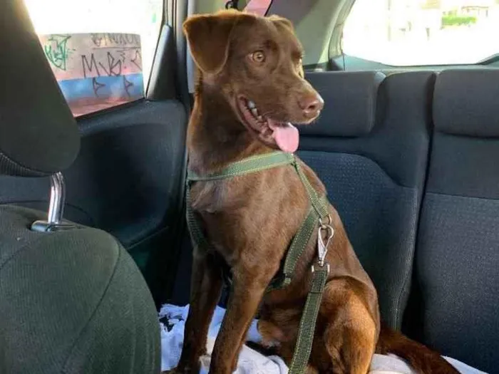 Cachorro ra a Srd - vira lata ( labrador) idade 1 ano nome Cacau