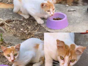 Gato raça Bicolor idade 1 ano nome Xayoh