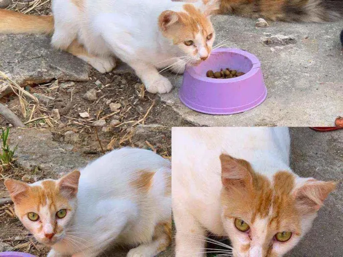 Gato ra a Bicolor idade 1 ano nome Xayoh