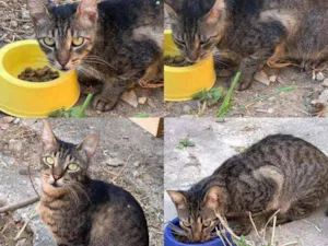 Gato raça Rajado idade 3 anos nome Mufasa