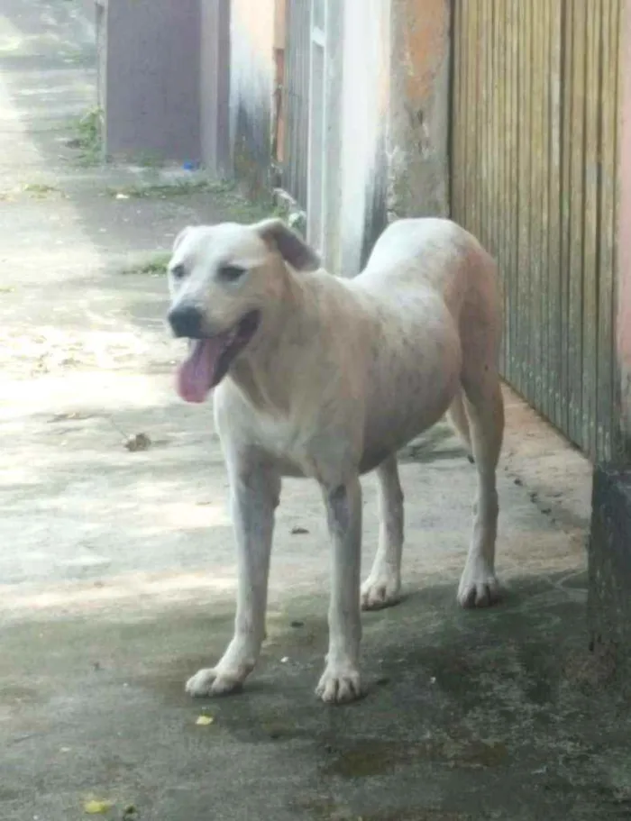 Cachorro raça Misturado com pitbull idade 5 anos nome Floyd