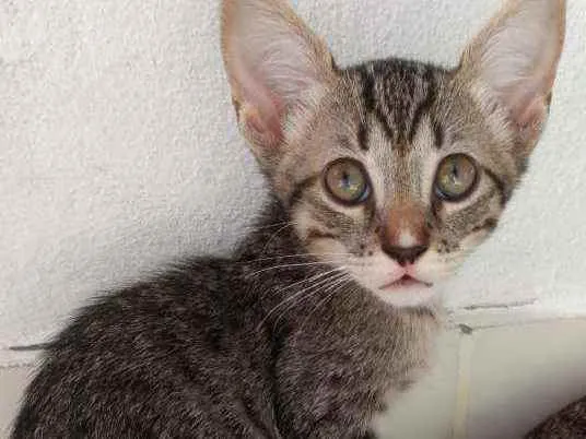 Gato ra a Vira lata misturado com angorá idade 2 a 6 meses nome Vários 