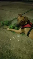 Nala