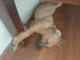 Nala