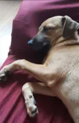 Nala