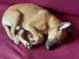 Nala