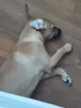 Nala