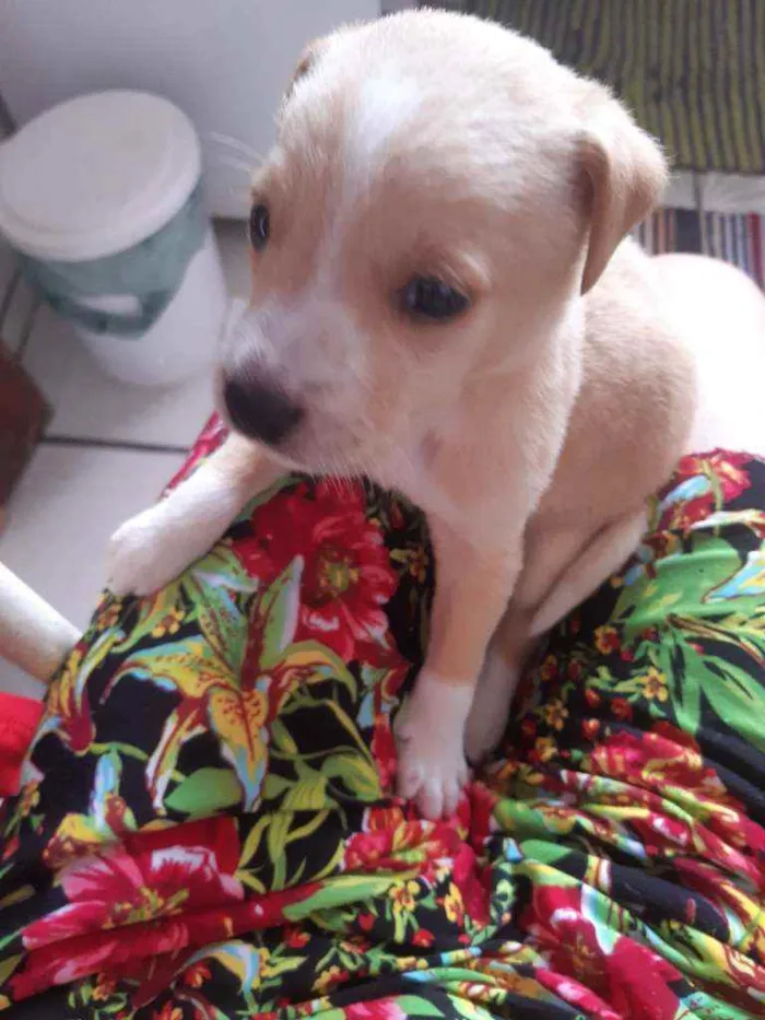 Cachorro ra a SRD idade Abaixo de 2 meses nome Floco