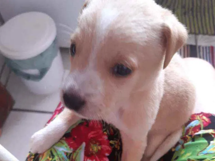 Cachorro ra a SRD idade Abaixo de 2 meses nome Floco